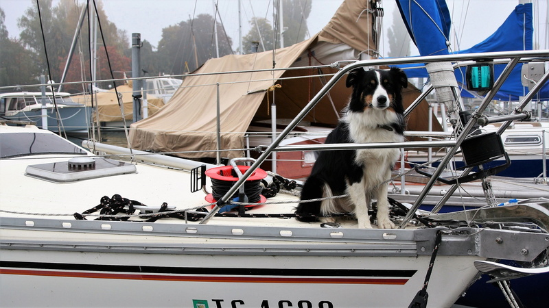 dawn, day, black, canine, closeup, marina, the coast, sailboats, sitting, gray, autumn, monolithic part of the waters, nature, friend of man, animal, sails
