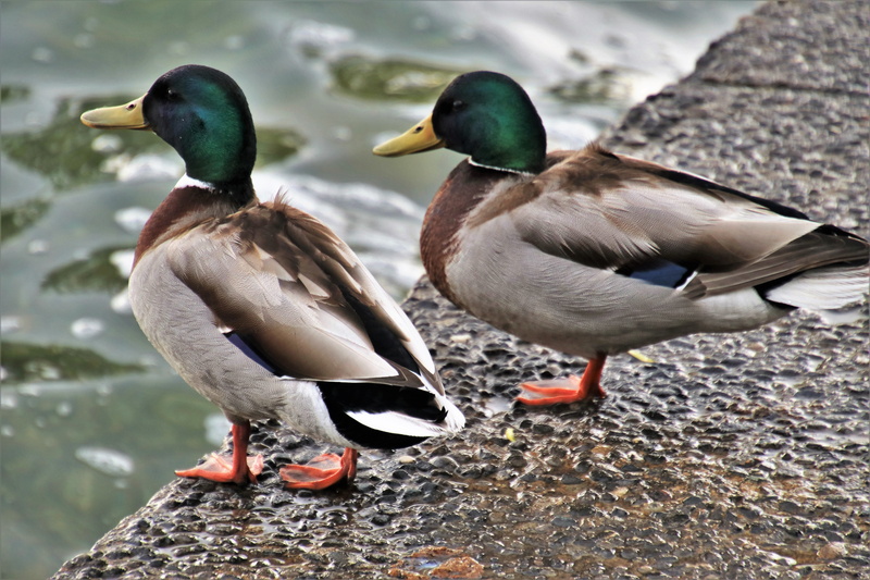 water, animal wildlife, full length, at the court of, group of animals, pen, vertebrate, in the morning, water birds, duck, day, bird, male animal, birds