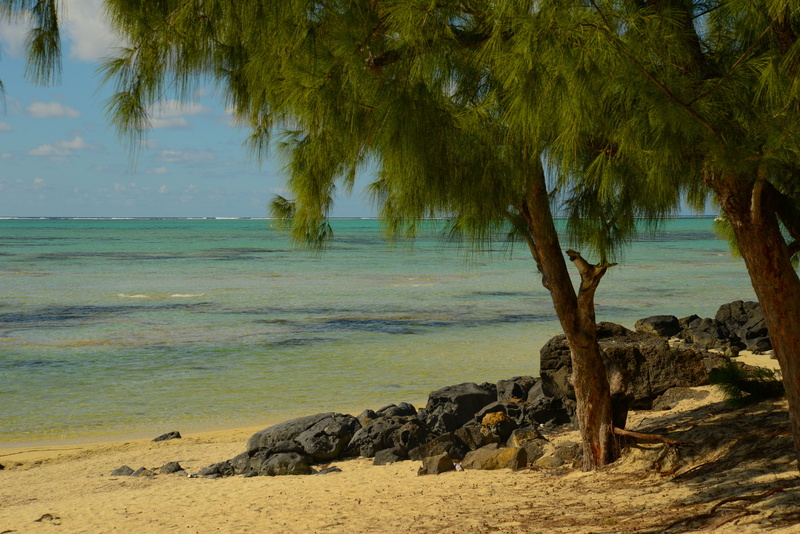 5K, growth, sea, monolithic part of the waters, no people, sky, tranquility, beauty in nature, tree trunk, tree, trunk, tranquil scene, land, plant, scenics - nature