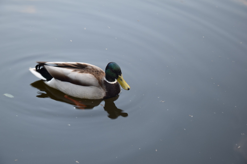 5K, monolithic part of the waters, day, waterfront, poultry, mandarin duck, no people, duck, one animal, bird, lake, birds, animal, male animal, animals in the wild