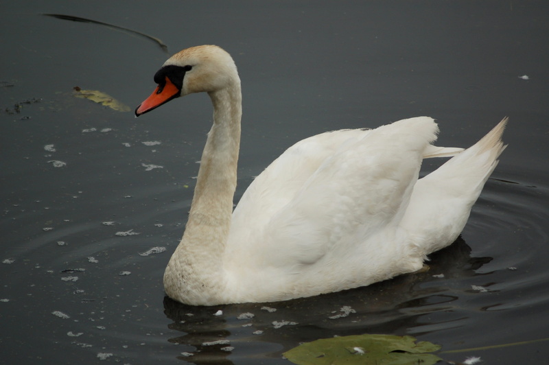 nature, swimming, animals in the wild, animal wildlife, no people, animal neck, 2K, lake, cygnet, animals, water, mute swan, one animal, swans, waterfront