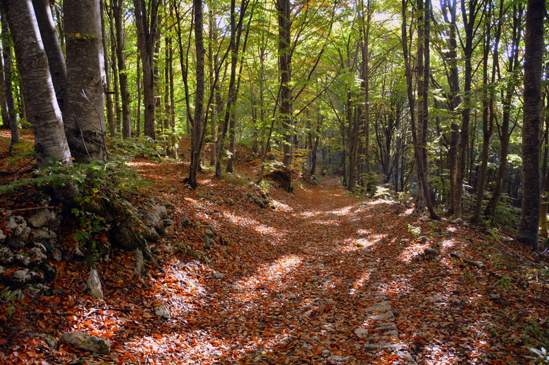 trail, tree, e5, footpath, autumn, the european path, growth, mountain, land, the way forward, beauty in nature, tree trunk, woodland, non-urban scene