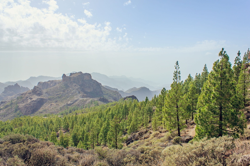 idyllic, non-urban scene, mountain, nature, canary islands, plant, pine trees, landscape, tranquil scene, rocky, gran canaria, near, coniferous tree, trees