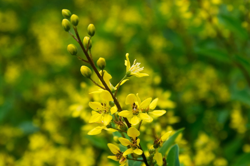 Mahabalipuram, selective focus, Tamil Nadu, Samsung NX, photography, flower  Bud, 4K, selective, summer, focus, nature, petaled, Kumaravel, Garden, flower