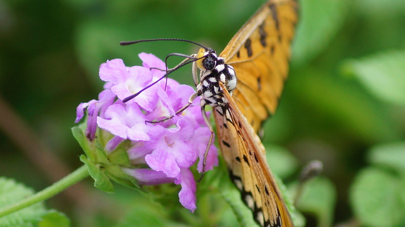 springtime, fly, animal wildlife, plant, tree, no people, animal themes, purple, close-up, beauty in nature, insect, photography, tourist, nature, animal wing