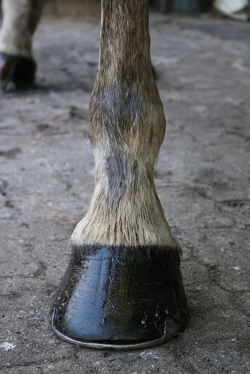 animal leg, huffett, outdoors, domestic animals, vertebrate, animal body part, herbivorous, low section, footpath, hoof care, day, horse care, mammal, iron