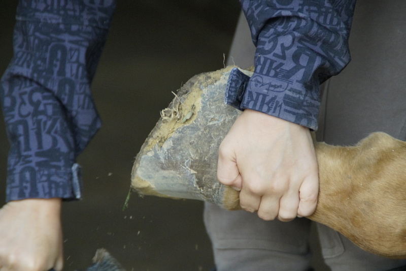 hoof gouge, Gouge, water, foot, hand, Child, lifestyles, holding, hands, day, midsection, human foot, 5K, Horse, human body part, close-up, two people