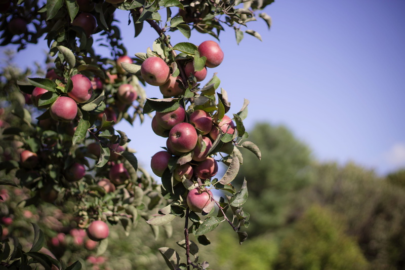 family, branch, ripe, amesbury, wellbeing, outdoors, focus on foreground, apple - fruit, 5K, apple tree, low angle view, day, fruit, tree, no people, macintosh