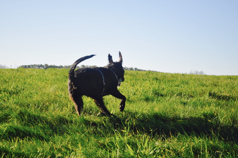 animal, sky, plant, terrier, amesbury, dog park, dom, domestic, grass, landscape, dog, day, one animal, mammal, field, green color, woodsom farm, puppy
