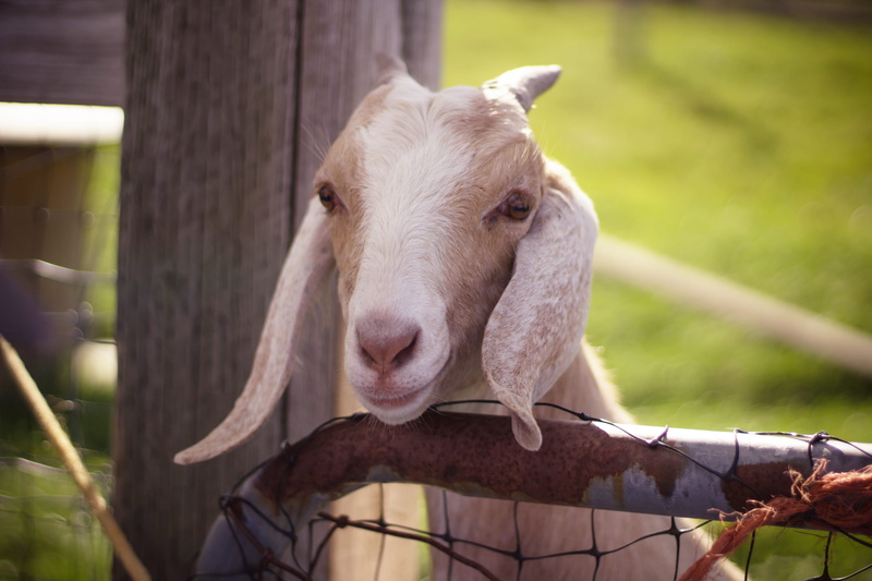 farm life, ears, autumn, horns, animal head, day, pets, fall, cider hill farm, focus on foreground, beige, barrier, happy, animal themes, animal, white