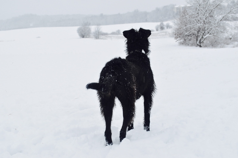pets, extreme weather, covering, cute, terrier, farm, amesbury, field, cold temperature, white color, contrast, ice, 4K, animal, one animal, outdoors