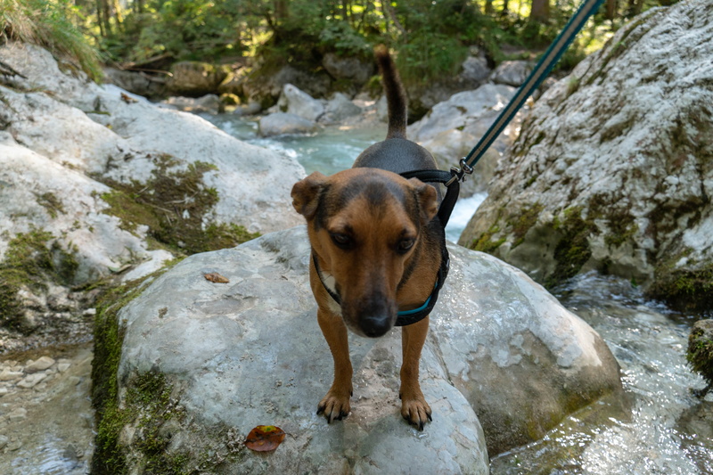 portrait, one animal, lake, solid, leash, domestic, 5K, flowing water, rock, animal themes, no people, nature, forest, animal, pets, dog, rocks, ramsau bei berchtesgaden