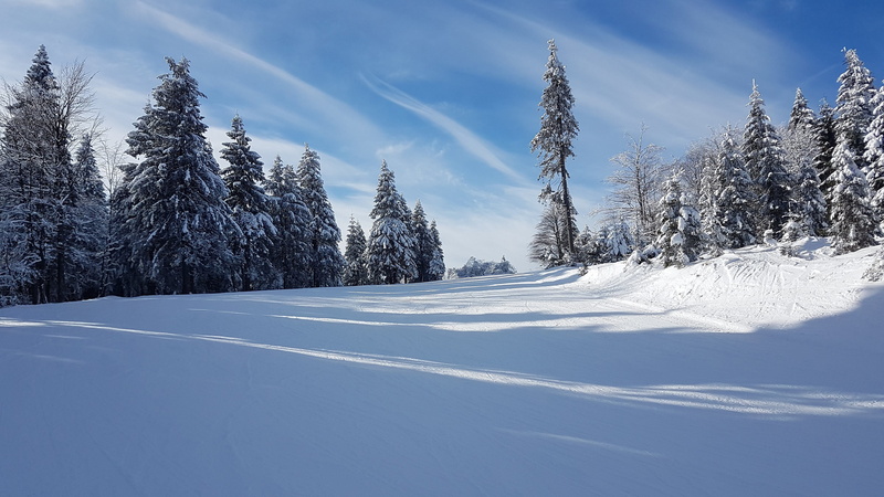 sky, cold temperature, pine woodland, poland, environment, no people, pine tree, tree, zieleniec, mountain, tranquility, scenics - nature, season, weather