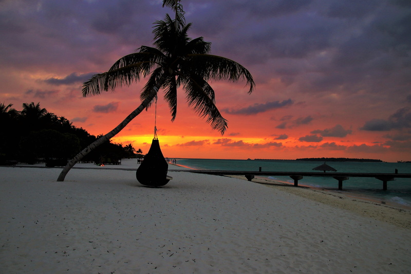 the coast, tree, romantic sky, the backlight, tropical climate, rest, scenics - nature, sea, tranquil scene, beach, light, clouds, coconut palm tree, maldives