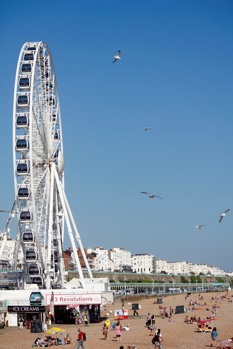 united kingdom, brighton beach, vertebrate, seagull, building exterior, tourism, built structure, amusement park ride, ferris wheel, city, sky, flying