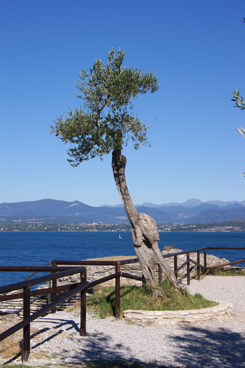 Sea, outdoors, growth, Tree, mountain, ferie, Landscape, blue, wood - material, scenics - nature, nature, Ocean, summer, day, plant, water, clear sky, beauty in nature