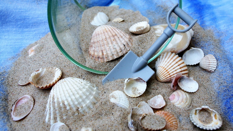 beach, dream, beauty in nature, group of objects, shell, turquoise, sand, sandy beach, the silence, animal shell, cup, tkaniana, high angle view, waiting