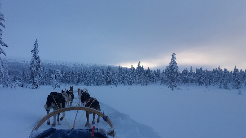 doggies, frozen, wow, tree, beauty in nature, monday, snowcapped mountain, nature, cold temperature, tourism, environment, forest, winter, tranquility