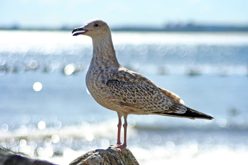 day, animals in the wild, 2K, focus on foreground, ferie, animal, profile view, outdoors, animal themes, nature, water, vertebrate, bird, no people, one animal