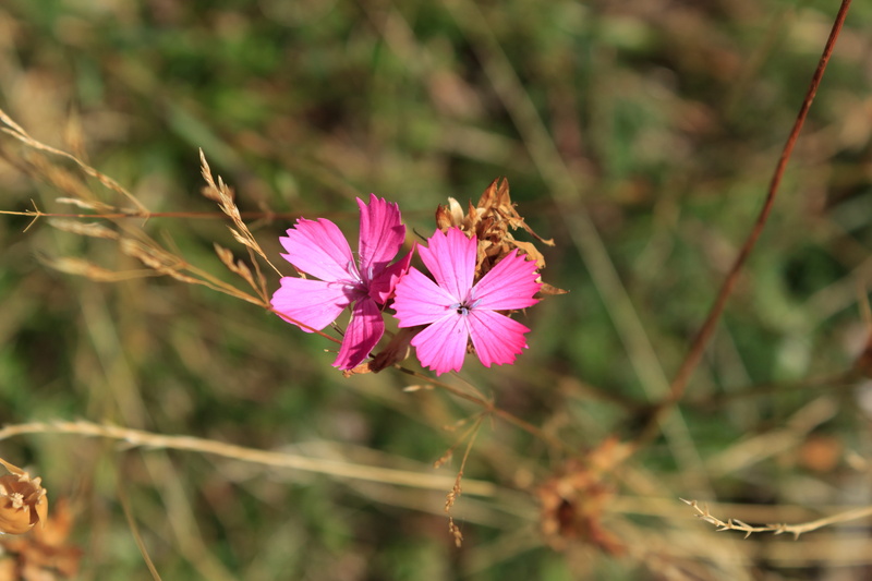 5K, one animal, animal wildlife, focus on foreground, dry, pollination, ten, 5, nature, fragility, close-up, pink color, flower, animals in the wild, five