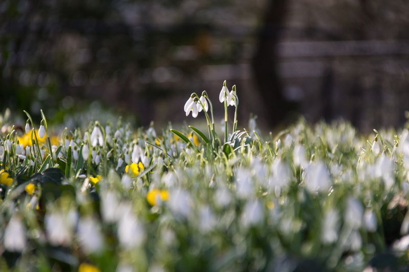s18, geo:location, flower, photo, close up, Signs, geo, city, 760d, f/3.5, close, outdoors, mm, focal_length, canon, canon eos, springtime, season, iso_speed