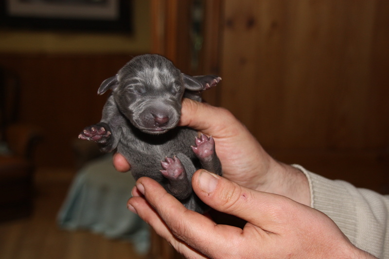 indoors, human hand, human body part, lap dog, 5-day, one animal, small, dog, pets, weimaraner, focus on foreground, canine, puppy, shih tzu, 4K, mammal