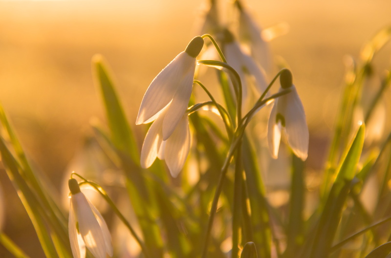 lens, Söderslätt, geo, sunrise, Norra, springtime, Lily of the Valley, light of day, city, snow drop, outdoors, lily, flower, canon, 760d, model, focal_length