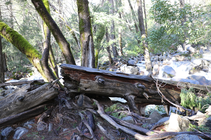 woodland, fallen tree, tranquil scene, trunk, paintball, plant, wood, 5K, yosemite, tranquility, vegetation, day, growth, root, forest, land, nature, trees