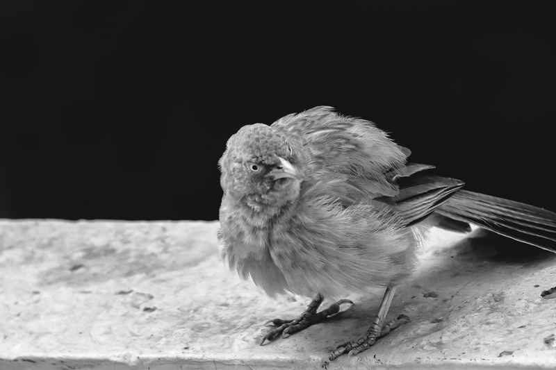 vertebrate, perching, india, copy space, wren, full length, animal wildlife, finch, studio shot, puffed, gandhinagar, day, black background, looking away