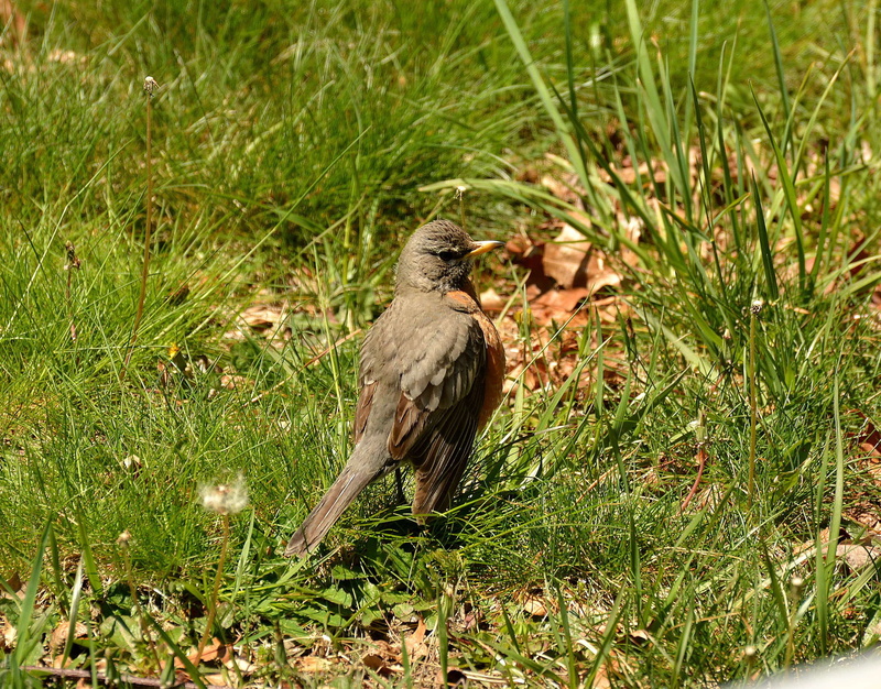 no people, outdoors, bird, vertebrate, feathers, animal, robin, growth, grass, animal wildlife, sparrow, one animal, plant, day, zoology, animals in the wild