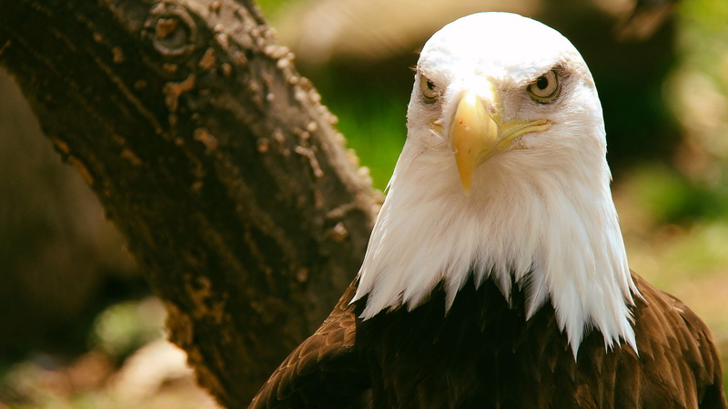 forest, white, tree, 4K, one animal, united states, nature, eagle - bird, animal, day, animal body part, animals in the wild, bird, eagle, animal themes