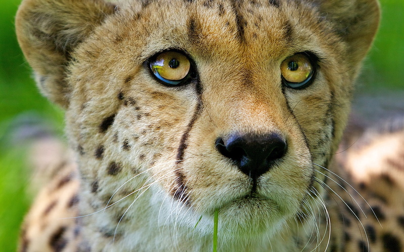 wildlife Reserve, animal, baby, cheetah, feline, large, outdoors, carnivore, looking at camera, tanzania, plain, no People, animals And Pets, animals In The Wild