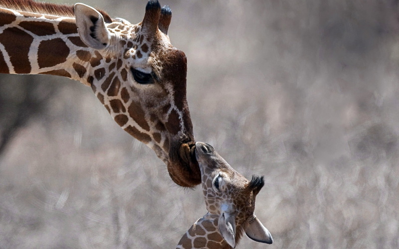 animals And Pets, white, animal body part, focus on foreground, nature, wildlife, looking, 1080P, calf, day, animal Neck, close-up, spotted, tanzania
