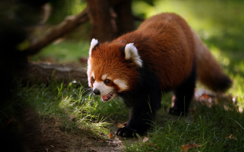 large, carnivore, claw, one Animal, red panda, asia, animal themes, panda - Animal, tree, animals in captivity, day, grass, brown, zoo, green Color, close-up