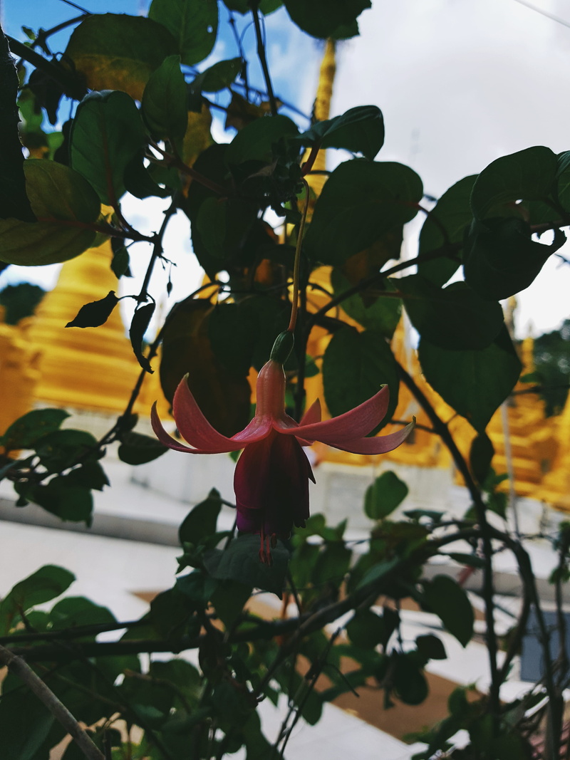 growth, myanmar (burma), nature, flower, kalaw, branch, fragility, sky, flower head, vulnerability, focus on foreground, flowering plant, petal, day, no people