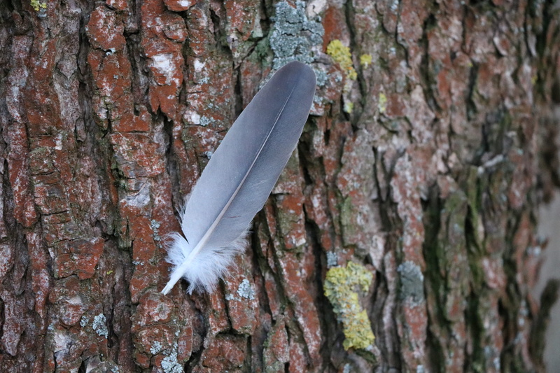 rough, bark, softness, animal themes, tree bark, animal, close-up, grey, tree trunk, plant, animals in the wild, day, outdoors, 5K, tree, growth, nature