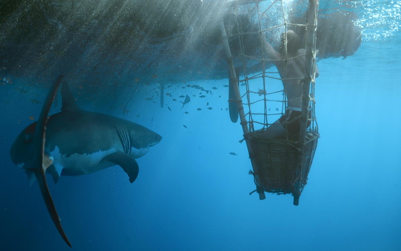 animal, kon tiki, swimming, sport, group of animals, fish, animals in the wild, nature, animal themes, vertebrate, no people, undersea, 1080P, sea, sea life