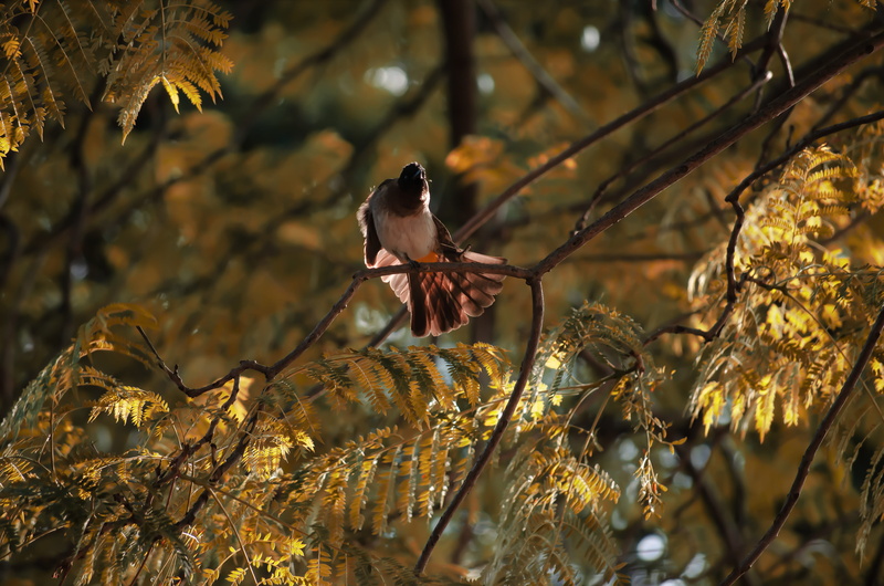 tree, perching, 4K, animal themes, leaves, animal, birds, south africa, focus on foreground, nature, growth, yellow, no people, animal wildlife, selective focus