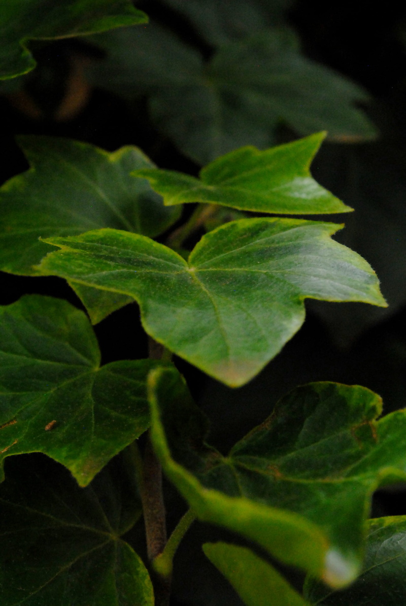leaf, plant part, freshness, ivy, tree, macro, beauty in nature, maple, acanthaceae, plant, blossom, close-up, green color, leaf vein, high angle view