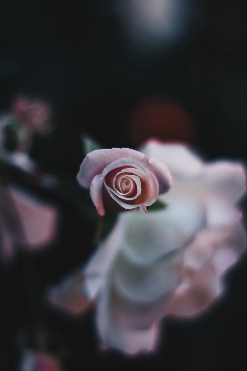 inflorescence, pink rose, south africa, close-up, flower head, 4K, no people, moody, beauty in nature, nature, flower, growth, vulnerability, mood, petal
