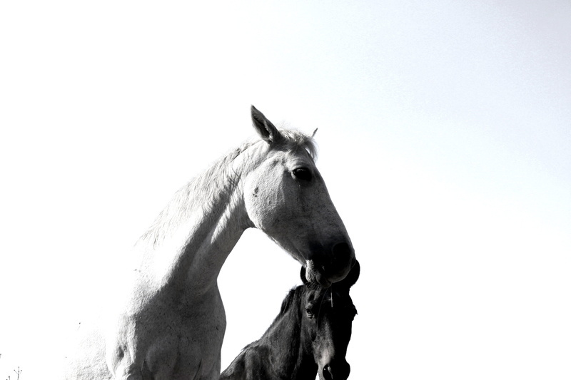 strong, pretoria, animal themes, nature, no people, livestock, south africa, animal, black, herbivorous, clear sky, horses, domestic animals, horse, beautiful