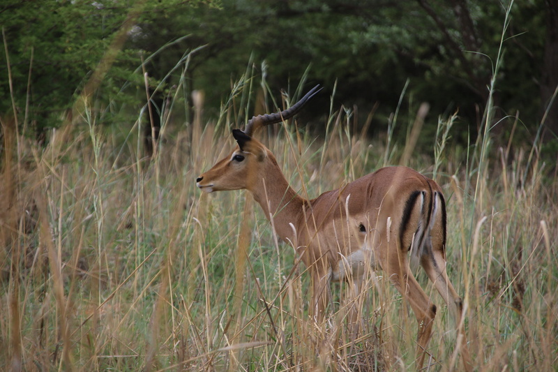 domestic animals, wild, land, natural, fawn, safari, plant, pretoria, wildlife, animals, 2K, brown, herbivorous, vertebrate, plants, grass, day, field