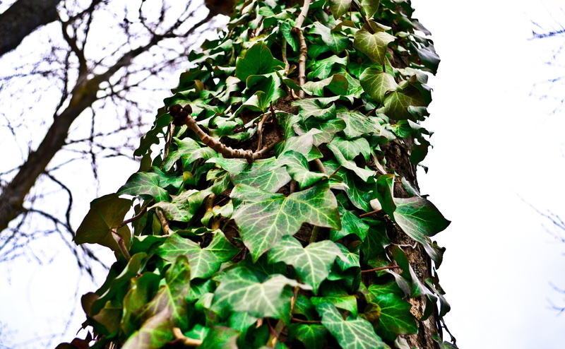 outdoors, Trees, clear sky, sky, beauty in nature, nature, leaf, plant part, growth, close-up, day, tranquility, green color, Macro, ivy, tree, branch
