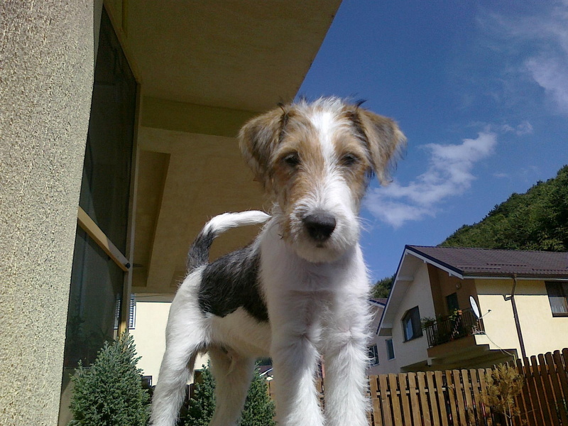best, terrier, meet, milo, 1080P, animals, cute, adorable, happy