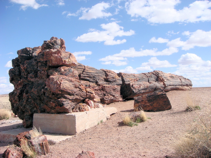 petrified trees, no People, tranquility, famous Place, physical geography, desert, stone - Object, desert landscape, environment, araucarioxylon arizonicum