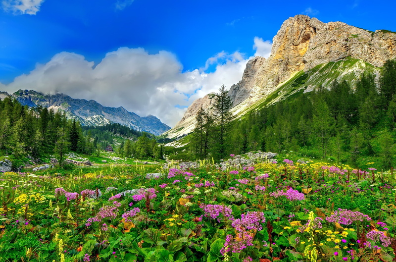 sky, house, trees, mountain, the sky, bunft, landscape, tranquil scene, day, forest, valley, idyllic, scenics - nature, land, freshness, rocks