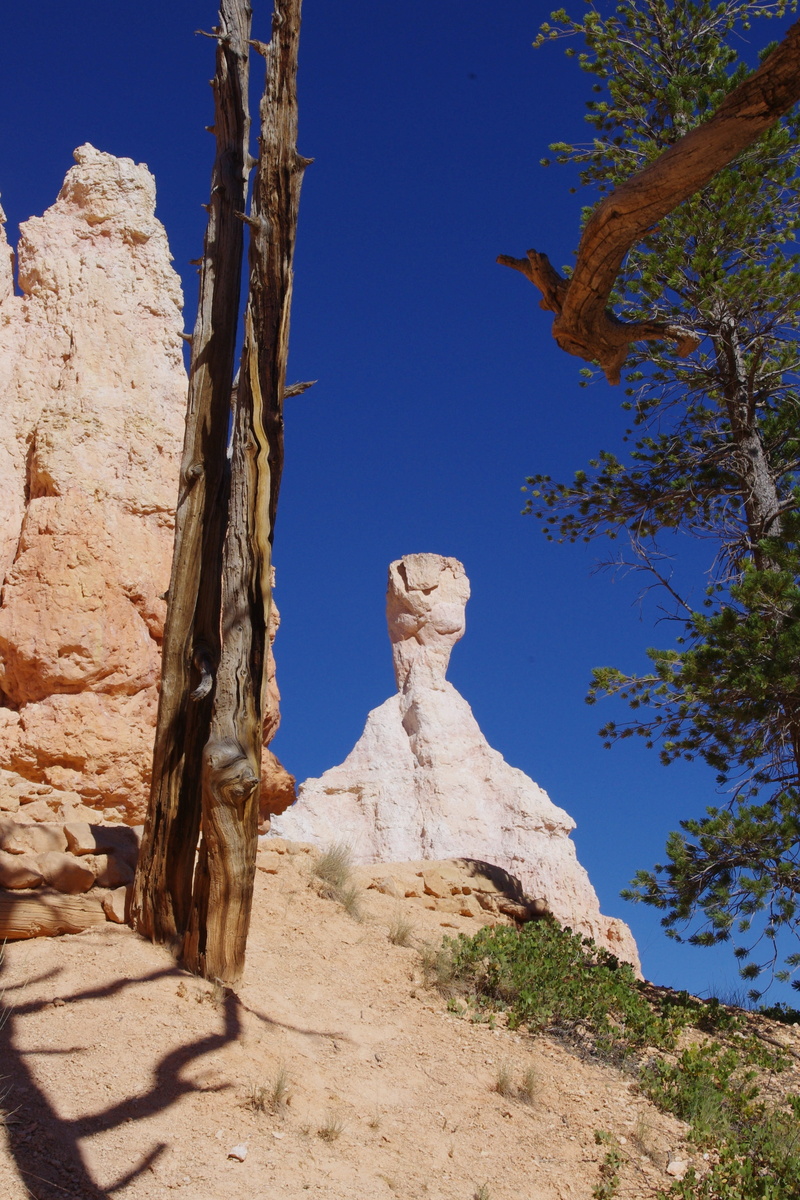 bryce, tree, canyon, nature, physical geography, park, monolith, beauty in nature, monument, no people, formation, rugged, utah, eroded, scenics - nature
