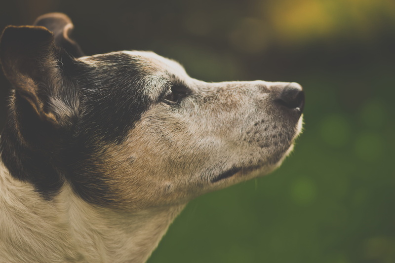 looking, expression, no people, glance, profile view, pets, eyes, day, sweet, animal nose, cute, animal, looking away, canine, side view, mammal, vertebrate