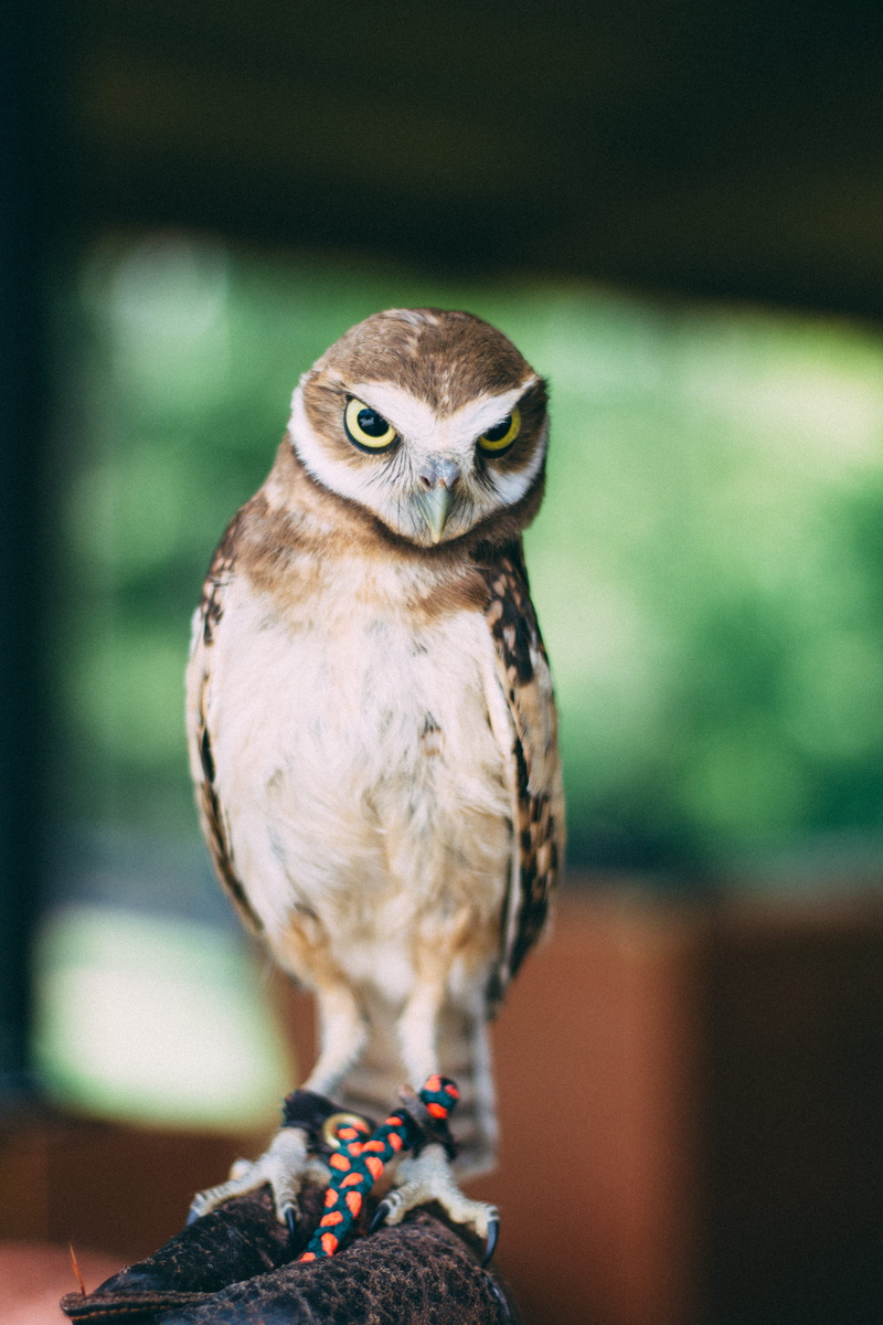 perched, carnivore, 5K, face, animals Hunting, eye, tethered, bird of Prey, beak, summer, nature, beautiful, animal Eye, portrait, claw, owl, photography