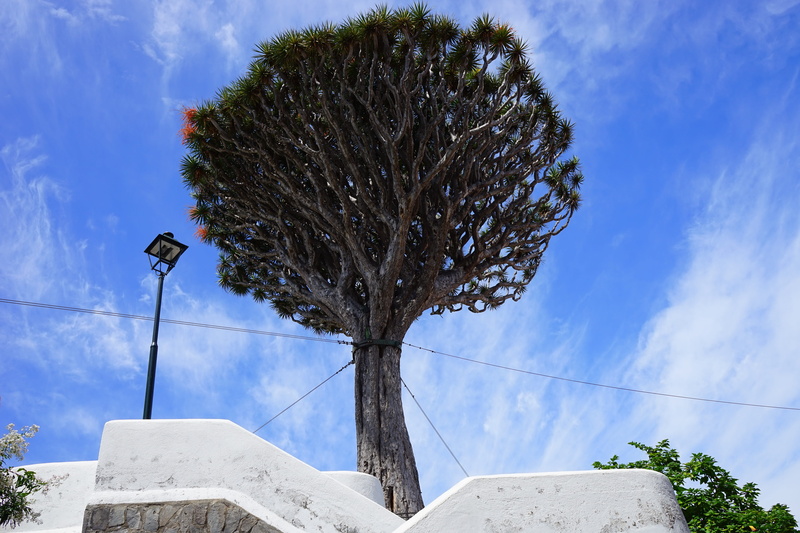 beauty in nature, canary islands, dracaena, nature, blue, cloud - sky, icod de los vinos, no people, tenerife, outdoors, branch, day, places of interest